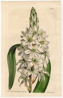 1808ǯ Curtis Botanical Magazine No.1134  ޥ° ORNITHOGALUM LACTEUM