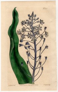 1808ǯ Curtis Botanical Magazine No.1140  ° SCILLA HYACINTHOIDES