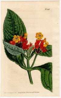 1808ǯ Curtis Botanical Magazine No.1146 勵Х ٥ꥢ° BESLERIA PULCHELLA