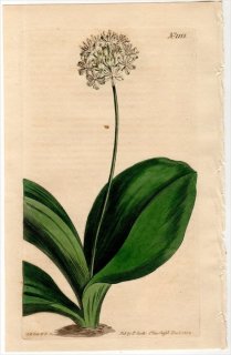 1808ǯ Curtis Botanical Magazine No.1155  ޥť륽° SMILACINA BOREALIS()