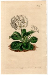 1808ǯ Curtis Botanical Magazine No.1161 饽 饽° PRIMULA VILLOSA,var.NIVEA