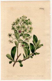 1809ǯ Curtis Botanical Magazine No.1167 ˥ ĥ륦ɥ° CELASTRUS PYRACANTHUS