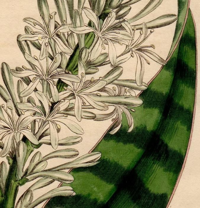 1809年 Curtis Botanical Magazine No.1179 キジカクシ科 ドラセナ属