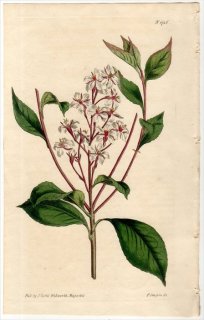1815ǯ Curtis Botanical Magazine No.1726 Х 󥶥° CRATAEGUS INDICA