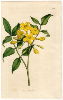 1815ǯ Curtis Botanical Magazine No.1731 ⥯ ° JASMINUM REVOLUTUM