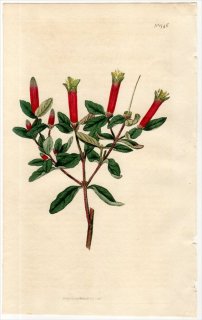 1815ǯ Curtis Botanical Magazine No.1746 ߥ 쥢° CORRAEA SPECIOSA