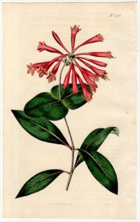 1815ǯ Curtis Botanical Magazine No.1753  ° Lonicera Sempervirens Minor