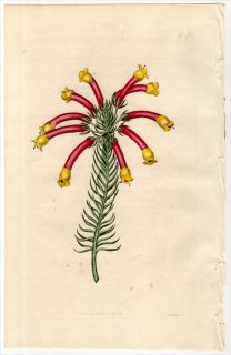 1815ǯ Curtis Botanical Magazine No.1758 ĥĥ ꥫ° ERICA HIBBERTIANA