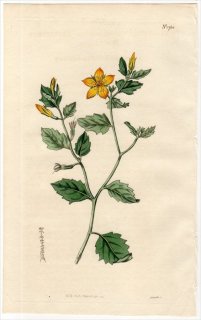 1815ǯ Curtis Botanical Magazine No.1760 󥲲 ȥꥢ° MENTZELIA OLIGOSPERMA