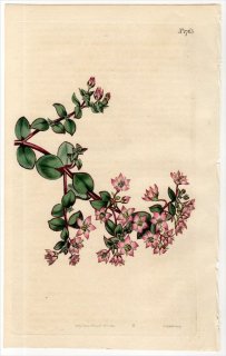 1815ǯ Curtis Botanical Magazine No.1765 ٥󥱥 å° CRASSULA CENTAUROIDES ¿ʪ