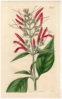 1819年 Curtis Botanical Magazine No.2060 キツネノマゴ科 キツネノマゴ属 JUSTICIA SECUNDA