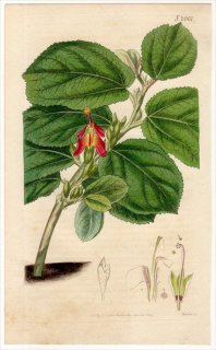 1819ǯ Curtis Botanical Magazine No.2061  Х르° ͥ쥴 HELICTERES ISORA