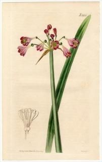 1819ǯ Curtis Botanical Magazine No.2100 ҥХʲ ƥ° CALOSTEMMA PURPUREUM