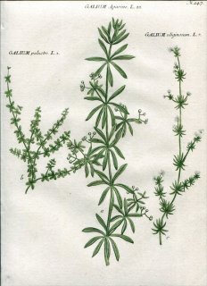 1737ǯ Weinmann  N.147 Ͳ 䥨॰° 䥨॰ GALIUM Aparine