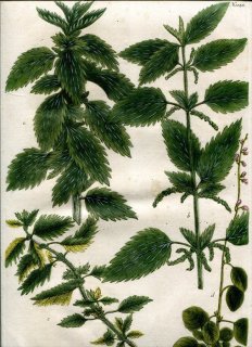 1745年 Weinmann 花譜 N.1020 イラクサ科 イラクサ属 Urtica