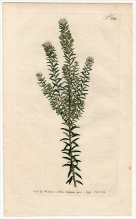 1793年 Curtis Botanical Magazine No.224 クロウメモドキ科 フィリカ属 PHYLICA ERICOIDES