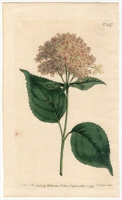 1799年 Curtis Botanical Magazine No 437 アジサイ科 アジサイ属 Hydrangea Arborescens アンティークプリント ボタニカルアート 博物画の通販サイト Spirito Di Artigiano 1799年 Curtis Botanical Magazine No 437 アジサイ科 アジサイ属 Hydrangea Arborescens アンティークプリント ボタニカルアート 博物画の通販サイト Spirito Di Artigiano