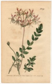 1802ǯ Curtis Botanical Magazine No.579 ե ƥ󥸥° PELARGONIUM PINNATUM