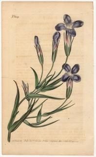 1803ǯ Curtis Botanical Magazine No.639 ɥ ɥ° GENTIANA CILIATA