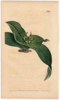 1803ǯ Curtis Botanical Magazine No.641 ̥ե ɥӥ° MELANTHIUM EUCOMOIDES
