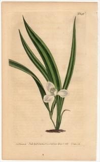 1803ǯ Curtis Botanical Magazine No.646  ץ° MARICA PALUDOSA