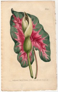 1805ǯ Curtis Botanical Magazine No.820 ȥ 饸° ARUM BICOLOR ˥