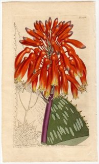 1811ǯ Curtis Botanical Magazine No.1346 ĥܥ ° ALOE SAPONARIA().LATIFOLIA