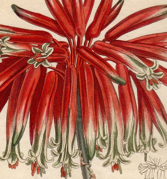 1811年 Curtis Botanical Magazine No.1362 ツルボラン科 アロエ属 ALOE  MITRAEFORMIS(β.)BREVIFOLIA - アンティークプリント 博物画 ボタニカルアートの通販サイト Spirito di  Artigiano