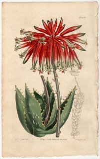 1811ǯ Curtis Botanical Magazine No.1362 ĥܥ ° ALOE MITRAEFORMIS(.)BREVIFOLIA