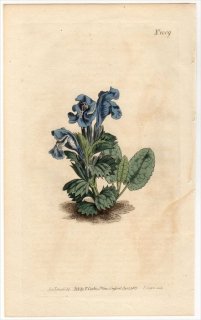 1807ǯ Curtis Botanical Magazine No.1009  ॷɥ° DRACOCEPHALUM GRANDIFLORUM