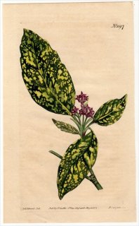 1809ǯ Curtis Botanical Magazine No.1197 ꥢ °  AUCUBA JAPONICA