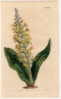 1810ǯ Curtis Botanical Magazine No.1269  饱ʥꥢ° LACHENALIA ORCHIOIDES()