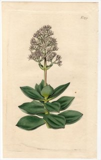 1815ǯ Curtis Botanical Magazine No.1771 ٥󥱥 å° CRASSULA LACTEA ¿ʪ