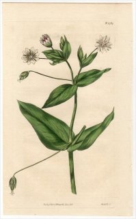 1816ǯ Curtis Botanical Magazine No.1789 ʥǥ ߥߥʥ° CERASTIUM AMPLEXICAULE