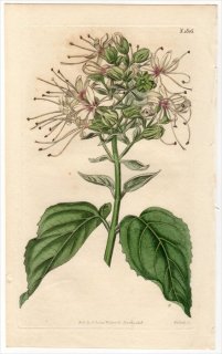 1816ǯ Curtis Botanical Magazine No.1805  ǥɥ° CLERODENDRUM VISCOSUM