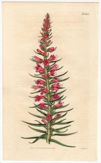 1816ǯ Curtis Botanical Magazine No.1826 饵 㥼饵° ECHIUM RUBRUM