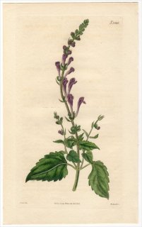 1825ǯ Curtis Botanical Magazine No.2548  ĥʥߥ° SCUTILLARIA ALTISSIMA