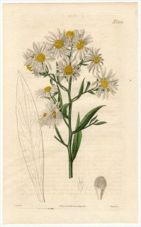 1825ǯ Curtis Botanical Magazine No.2554  ܥȥ˥° ꥫ BOLTONIA ASTEROIDES