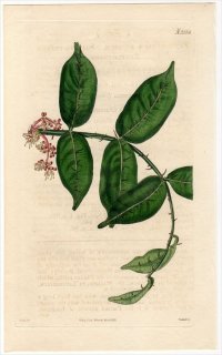 1825ǯ Curtis Botanical Magazine No.2558 ߥ 󥷥祦° ƥϥ󥷥祦 ZANTHOXYLUM NITIDUM