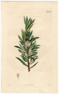 1825ǯ Curtis Botanical Magazine No.2579 ޥ⥬ ϥ° HAKEA FLORIDA