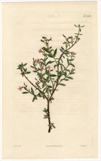 1825ǯ Curtis Botanical Magazine No.2580 ߥϥ ե° CUPHEA SERPYLLIFOLIA