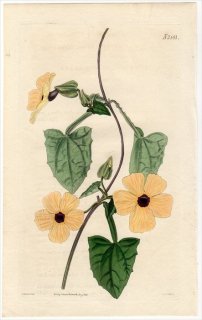 1825年 Curtis Botanical Magazine No.2591 キツネノマゴ科 ヤハズカズラ属 ヤハズカズラ THUNBERGIA ALATA