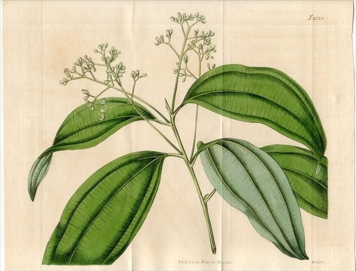 1818年 Curtis Botanical Magazine No 28 クスノキ科 ニッケイ属 セイロンニッケイ Laurus Cinnamomum シナモン アンティークプリント ボタニカルアート 博物画の通販サイト Spirito Di Artigiano