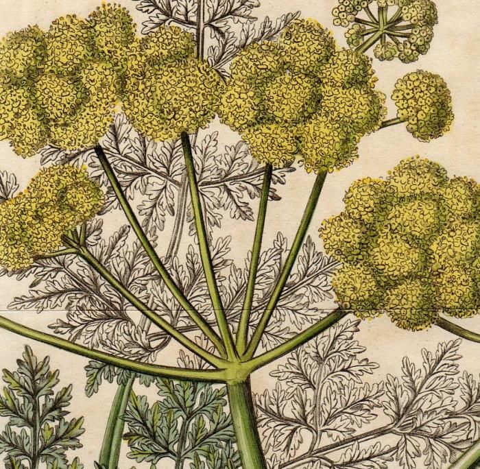 1819年 Curtis Botanical Magazine No.2096 セリ科 オオ