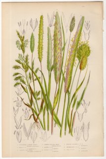 1889ǯ Pratt Grasses Sedges and Ferns of Great Britain Pl.250 Ͳ 襷 塞