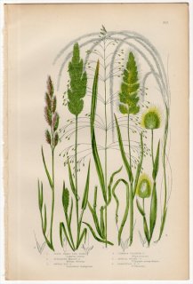 1889ǯ Pratt Grasses Sedges and Ferns of Great Britain Pl.251 Ͳ Υ ϥޥҥ