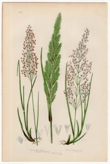 1889ǯ Pratt Grasses Sedges and Ferns of Great Britain Pl.252 Ͳ Υ䥹° ޥ䥹