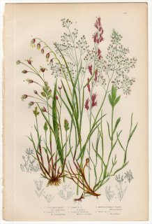 1889ǯ Pratt Grasses Sedges and Ferns of Great Britain Pl.256 Ͳ ̥ ᥬ