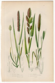 1889ǯ Pratt Grasses Sedges and Ferns of Great Britain Pl.258 Ͳ ̥ӥ Υ