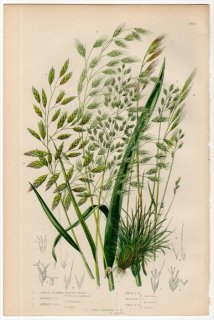 1889ǯ Pratt Grasses Sedges and Ferns of Great Britain Pl.263 Ͳ Υ ˥Υ